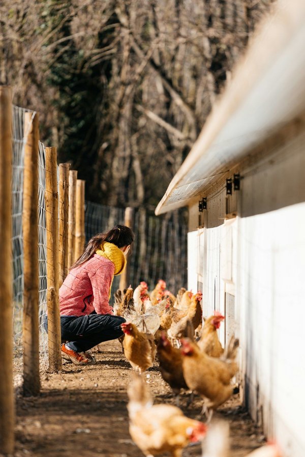 Health surveillance services on poultry farms: why are they essential?